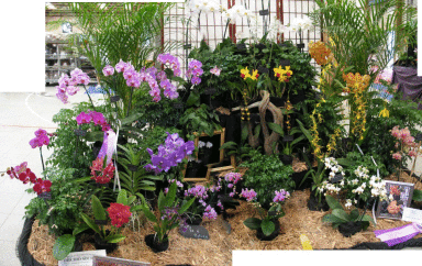 2008 Show