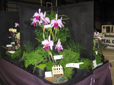 2011 Show