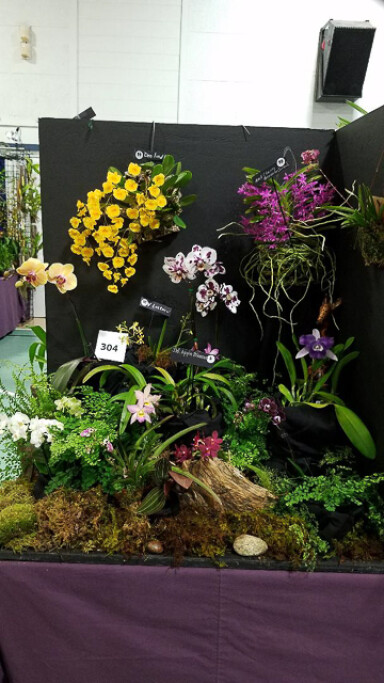 Orchid Show 2019 Niche Display