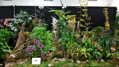2019 PCOS Orchid Show