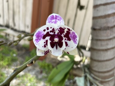 Unknown Tricolor Orchid