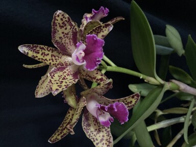 Cattleya aclandiae