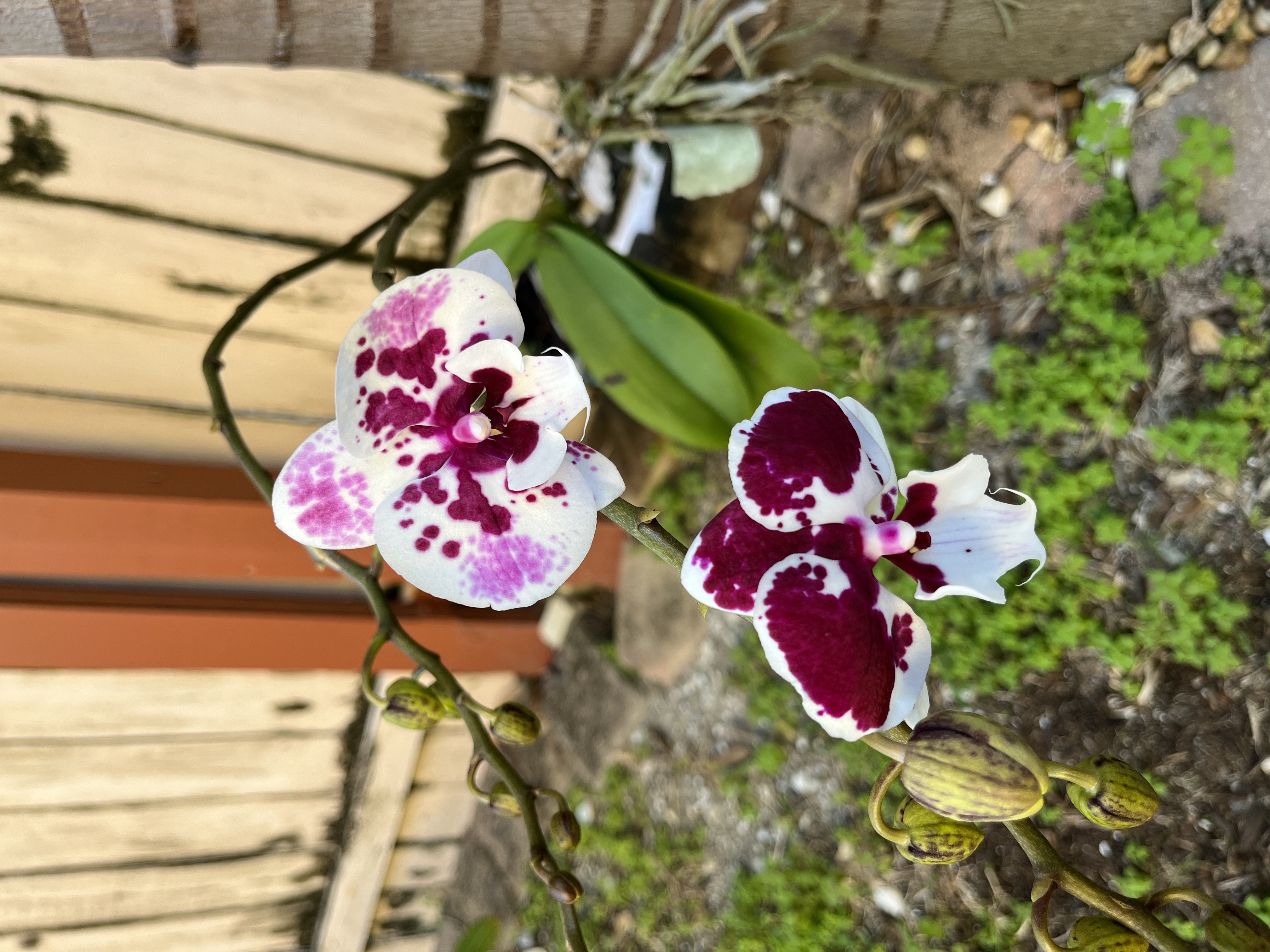 Tricolor Phalaenopsis Orchid #2