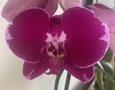 Grocery Store Phal