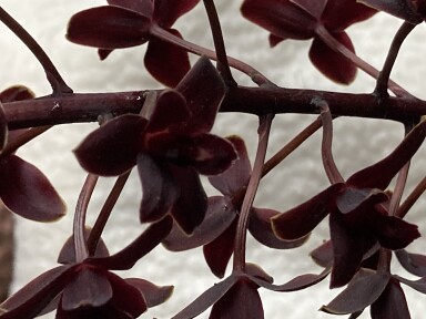 Cymbidium Little Black Sambo