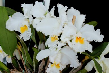 C.  Mary  Schroeder  " ORCHIDHEIGHTS "