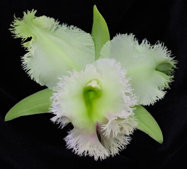 Rlc.  Golf  Green  " HAIR  PIG "