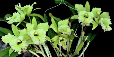 Rlc.  Green  Fantasy " JANICE "