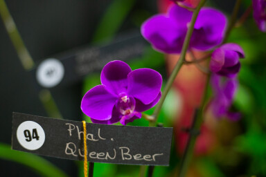 Phal. Queen Beer 'Red Splash' (Phal. pulcherrima x