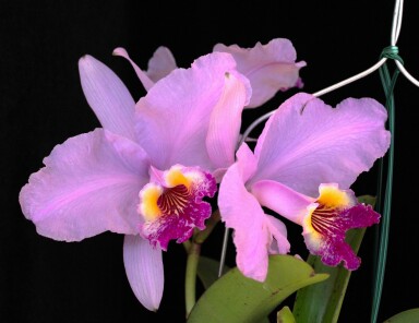 C.  lueddemanniana