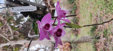 Den. Nestor Variegated Dragon