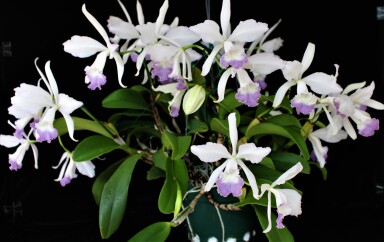  C.  Margaret  Hort