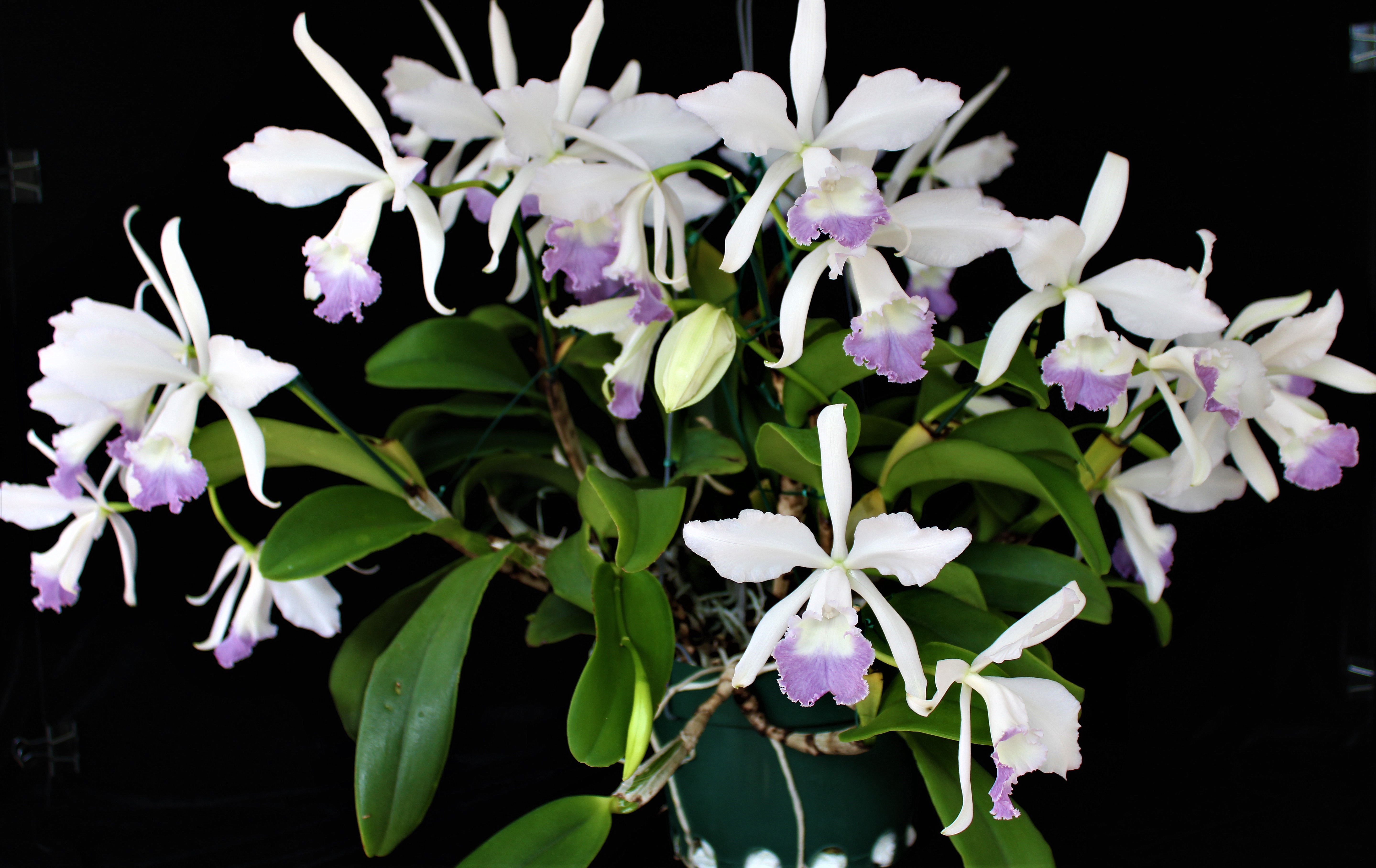  C.  Margaret  Hort