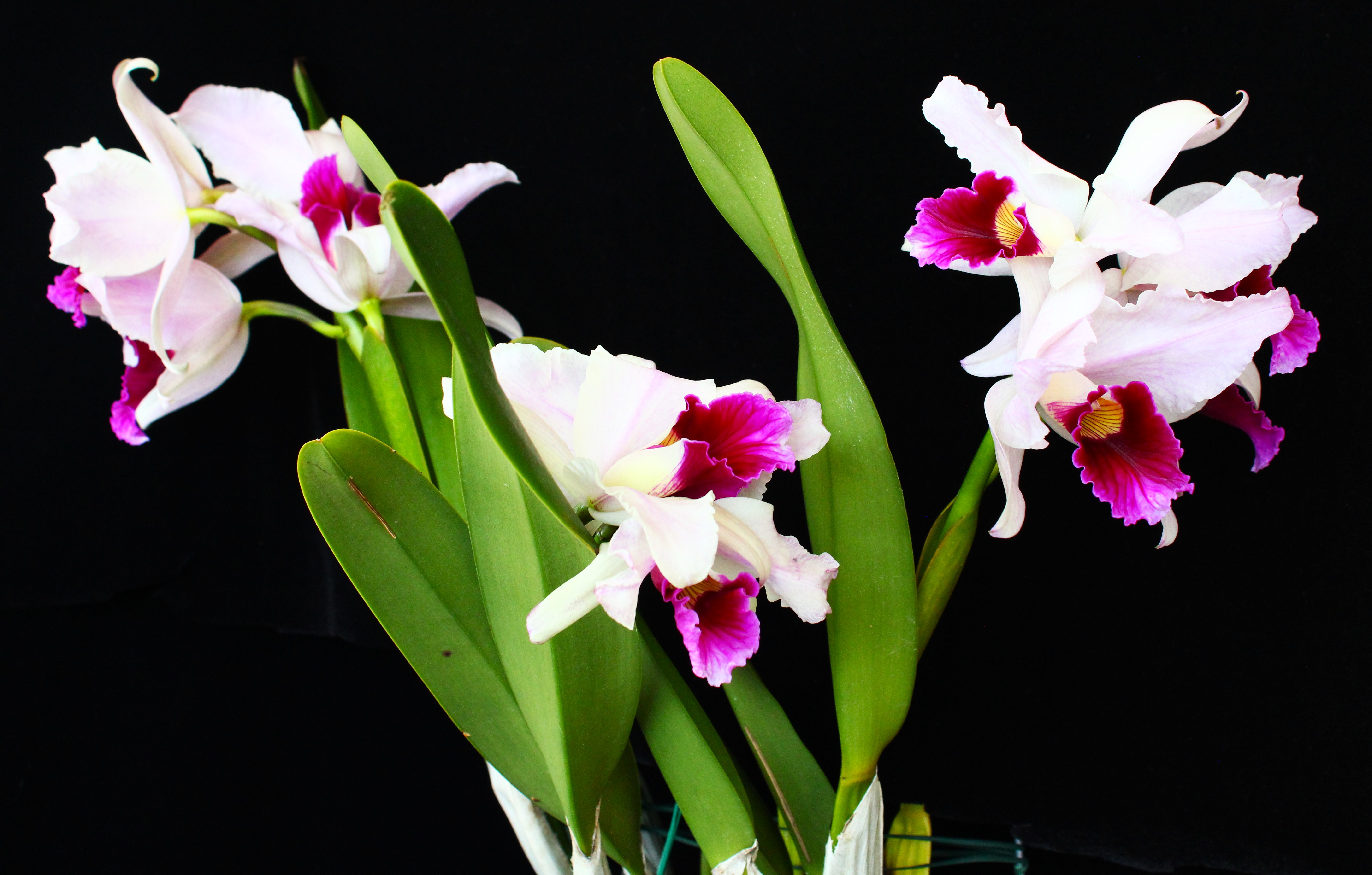  C.  purpurata