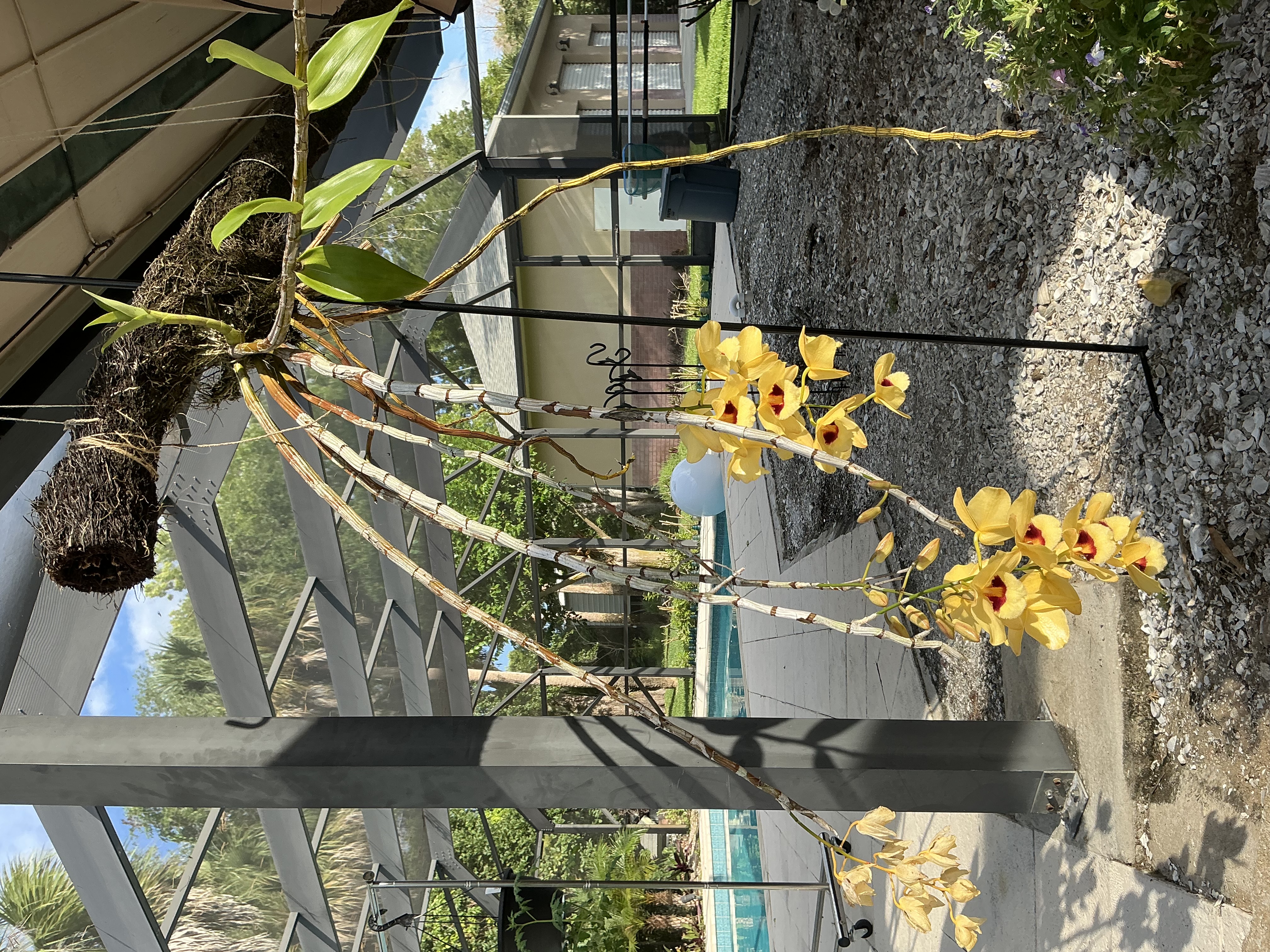 Dendrobium 