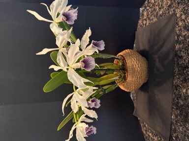 C. purpurata werkhauseri