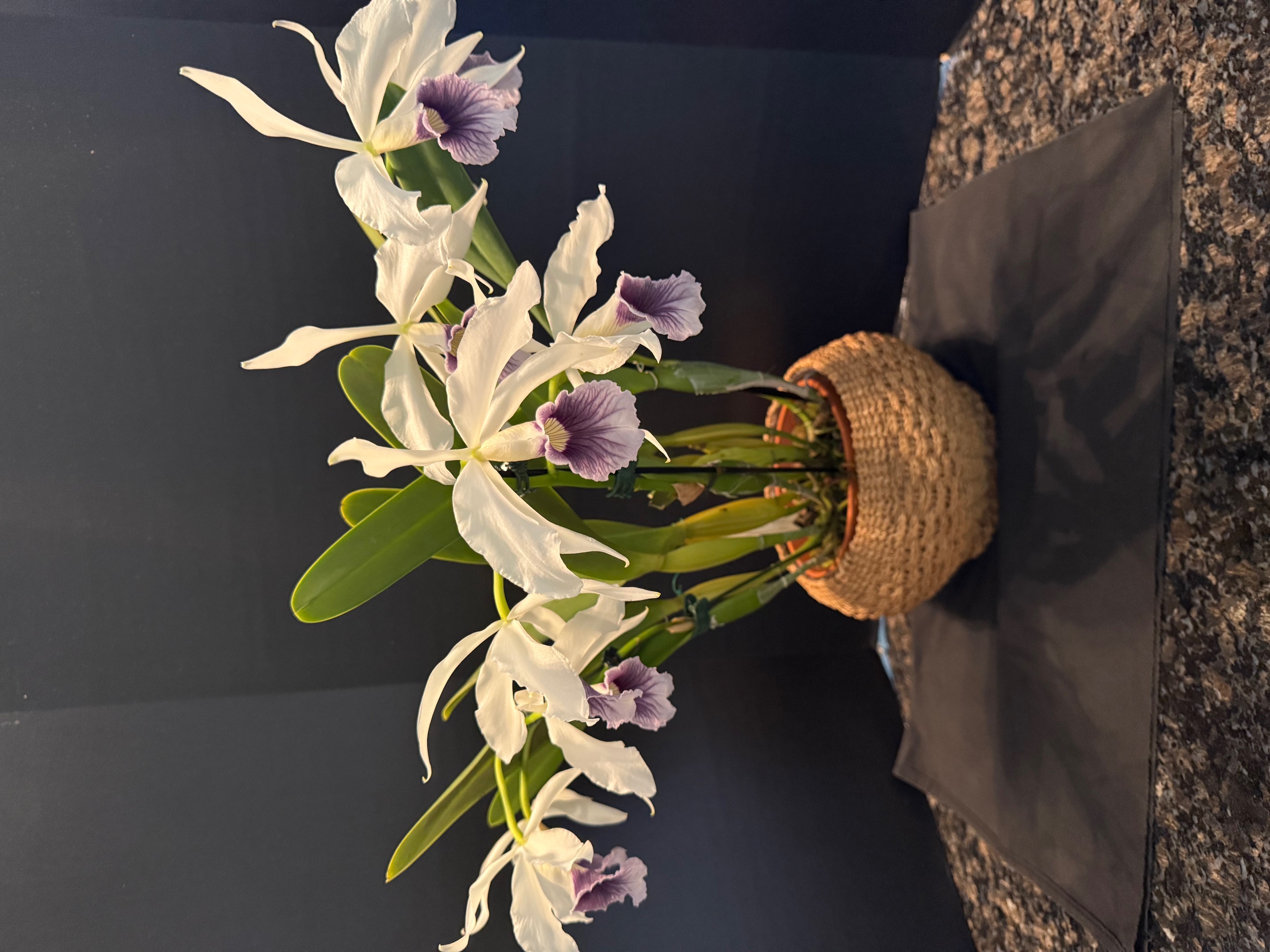 C. purpurata werkhauseri