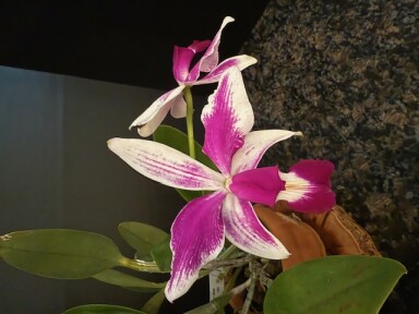 C violacea v flammea