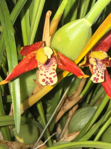 Maxillaria tenuifolia