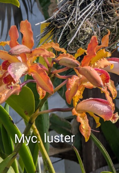 Myc. luster