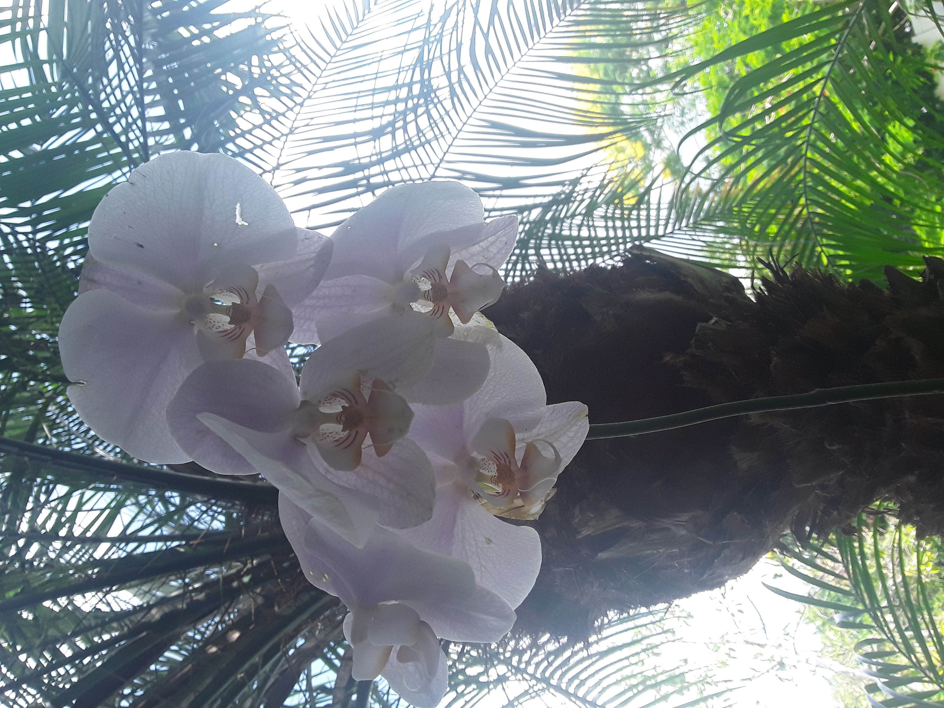 Phalaenopsis NOID