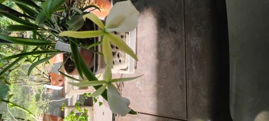 C. Summer Spot + B. Nedosa