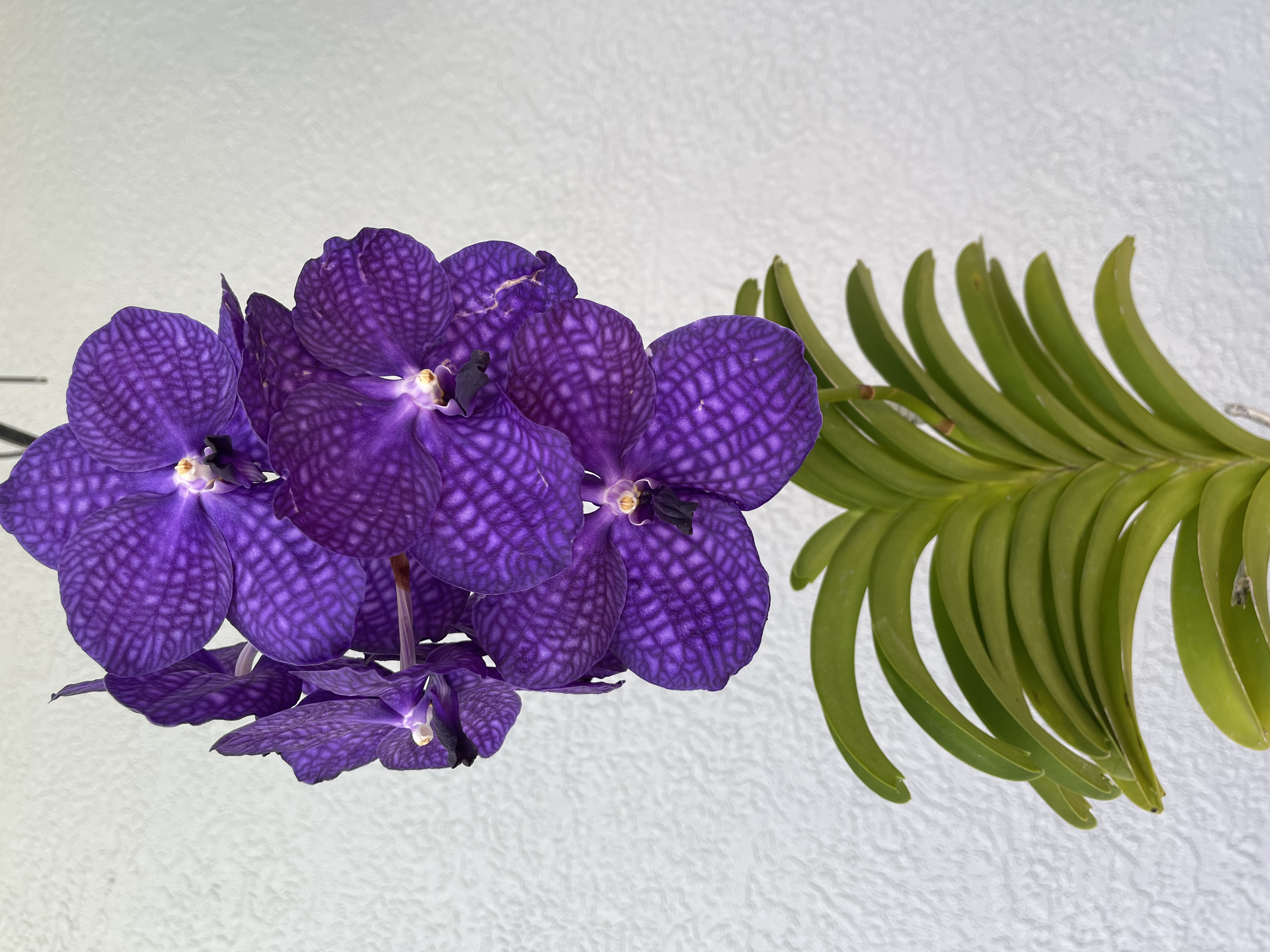 Vanda Khaoyai Blue