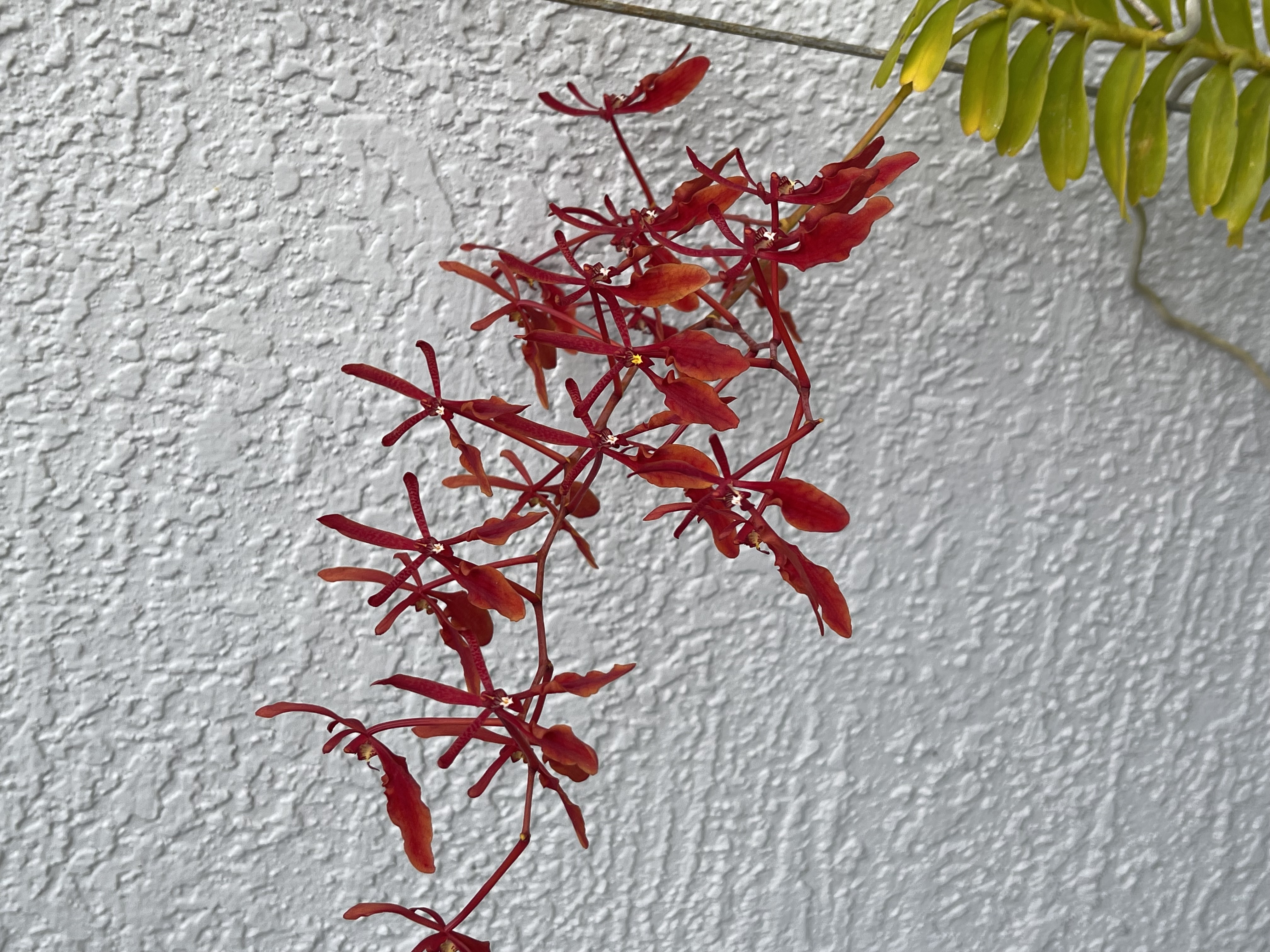 Renanthera storiei