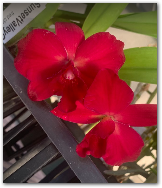 Rhyncholaeliocattleya [Rlc.]  Memoria Alida Laboy