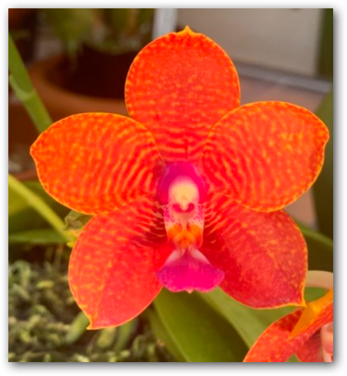 [Phal.] Krull's Red Dragon (Phal. Ken Avant x Phal. Dragon Tree Eagle)