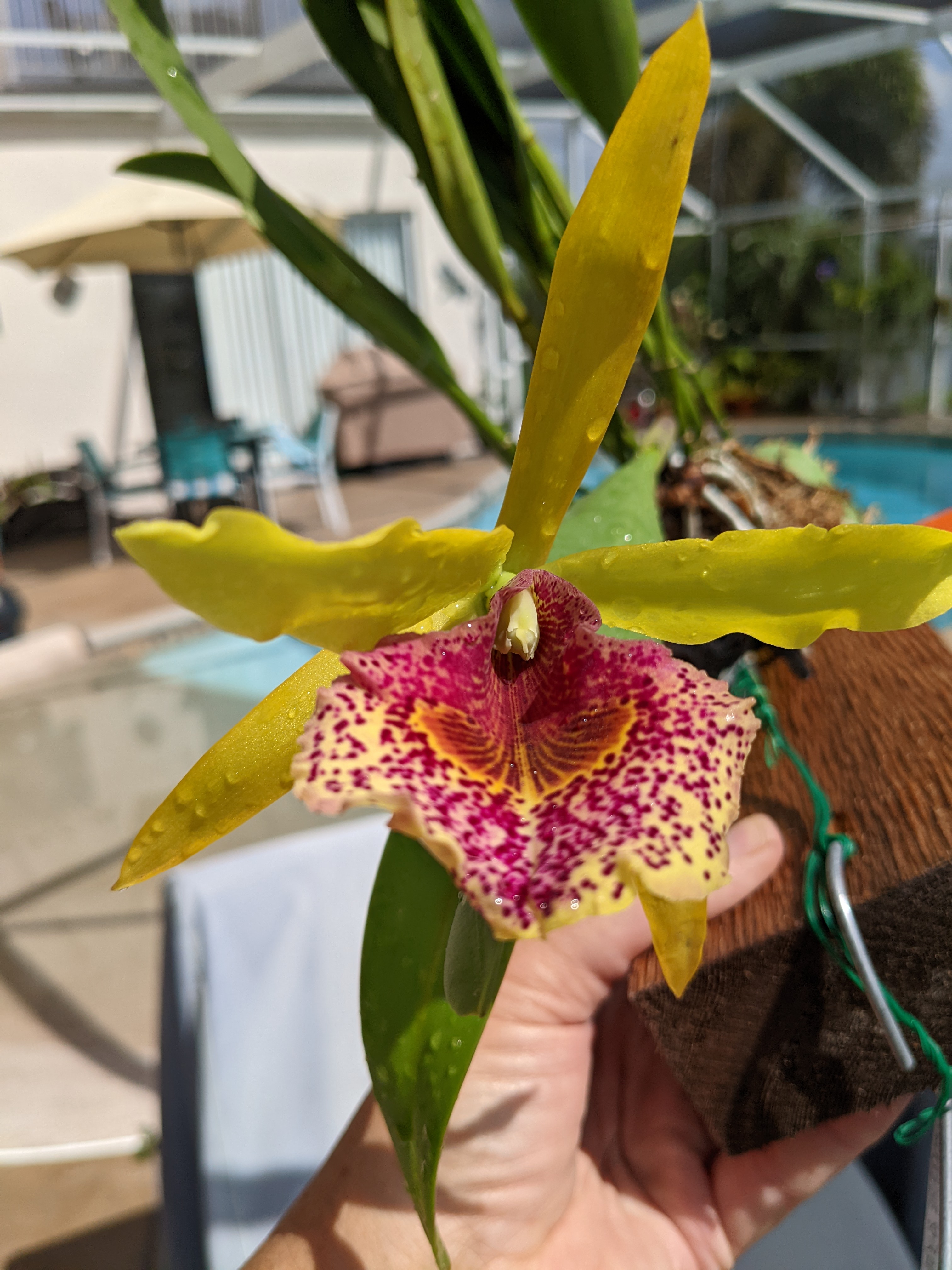 Bc. Keowee "Mendenhall" (Cattleya Lorraine Shirai × Brassavola nodosa)s)