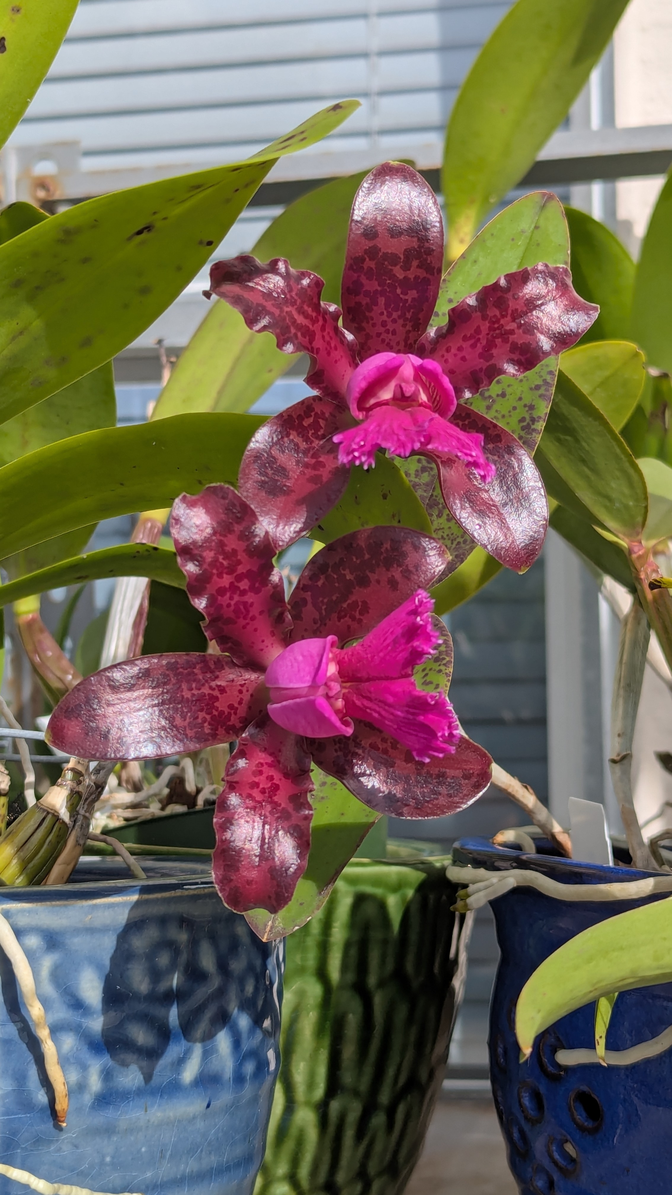 Cattleya tigrina ('SVO Prince' x 'Kathleen' AM/AOS)