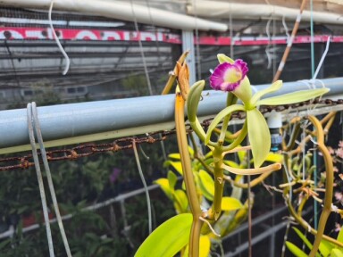 Sally's Vanilla Orchid