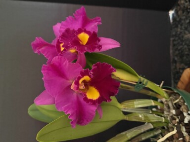 Rlc. Dick Smith 'Dark Beauty'