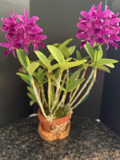 Ctt. Bactia