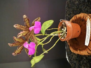 C. Fascelis