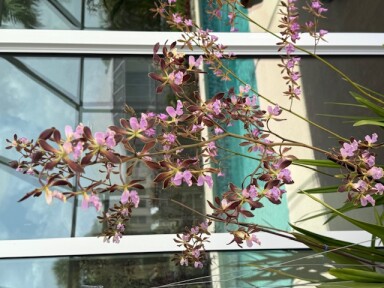 E. Memoria Wanda Patton 'HEB" and E. Orchid Jungle