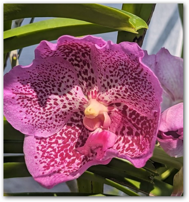 Vanda Pure's Wax, pink