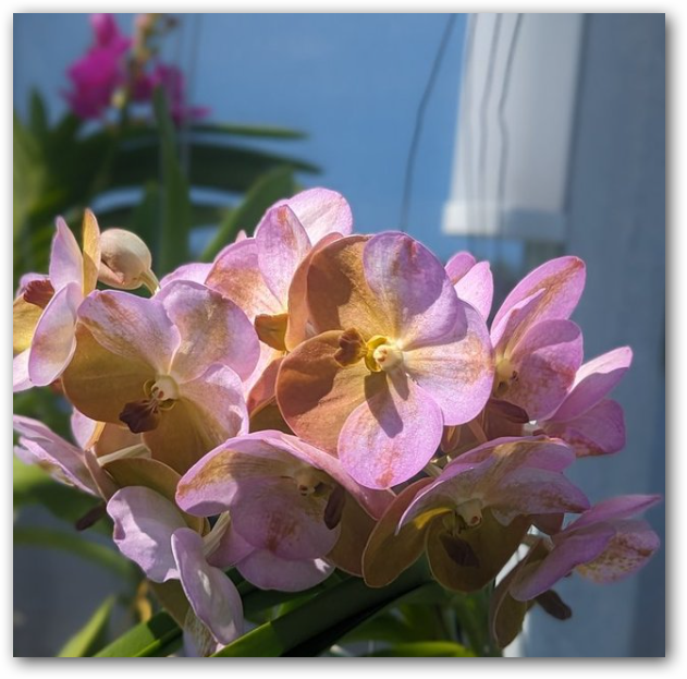 Vanda Yellow Butterfly No. 334