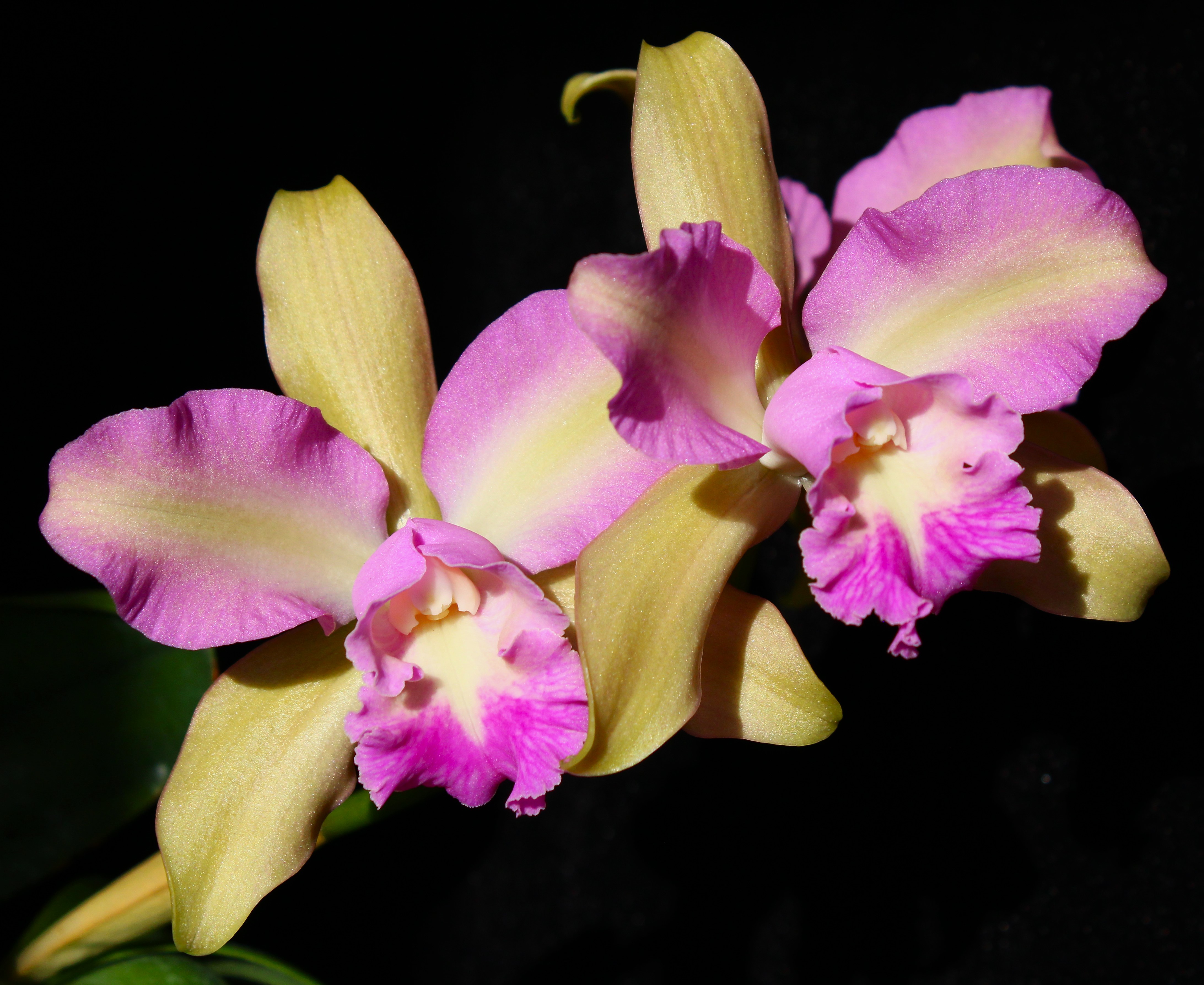  Rlc.  Hawaiian Satisfaction " ROMANTIC "