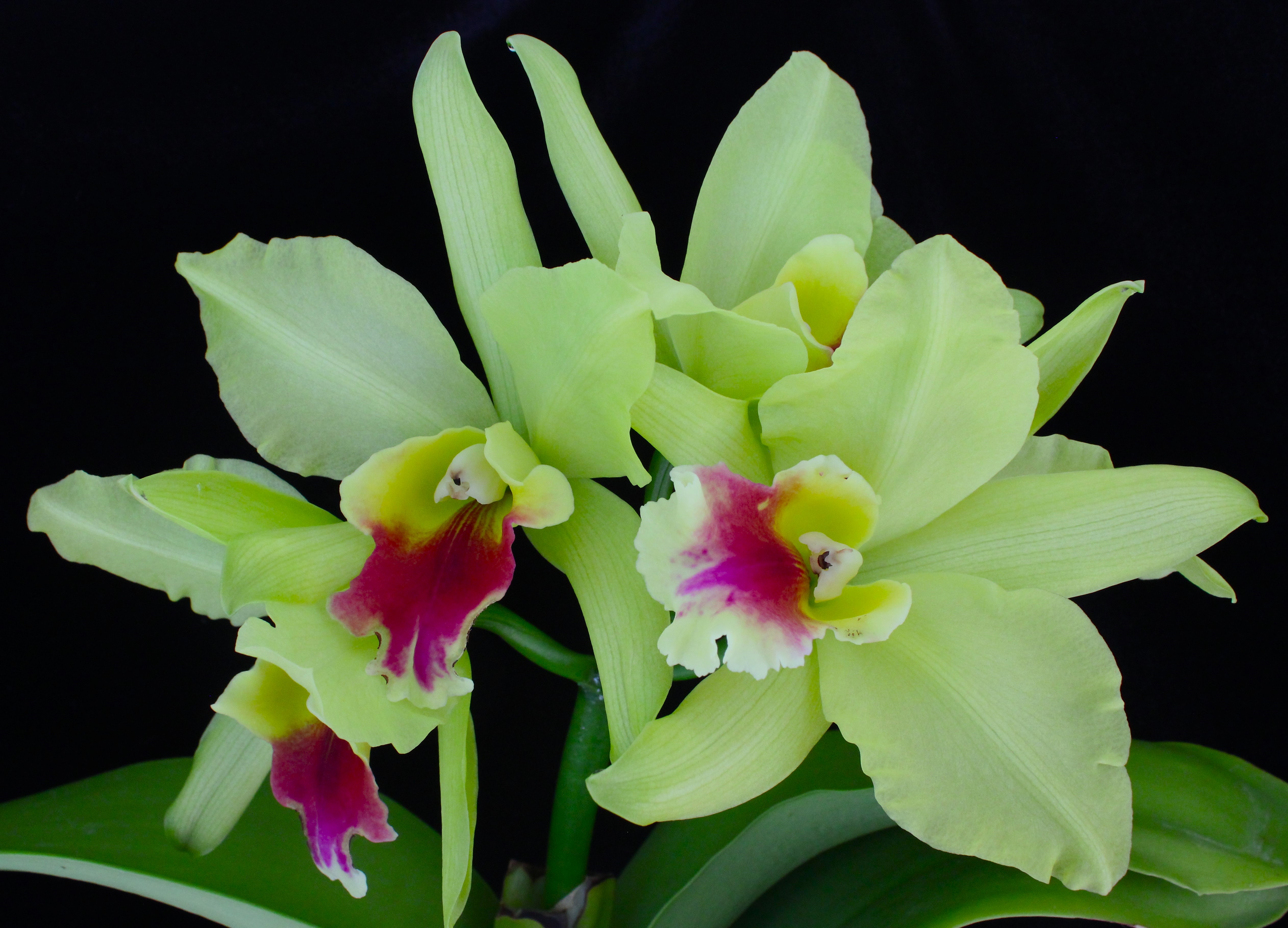 Rlc. Mem. Helen Brown " FULL MOON "