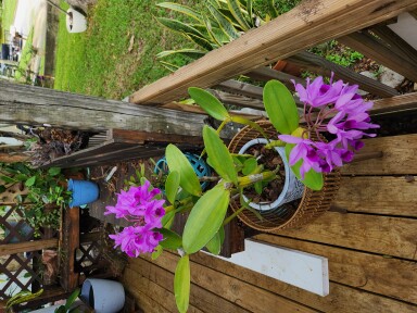 GUR. HAIL STORM (BOWRINGIANA x SKINNERI)