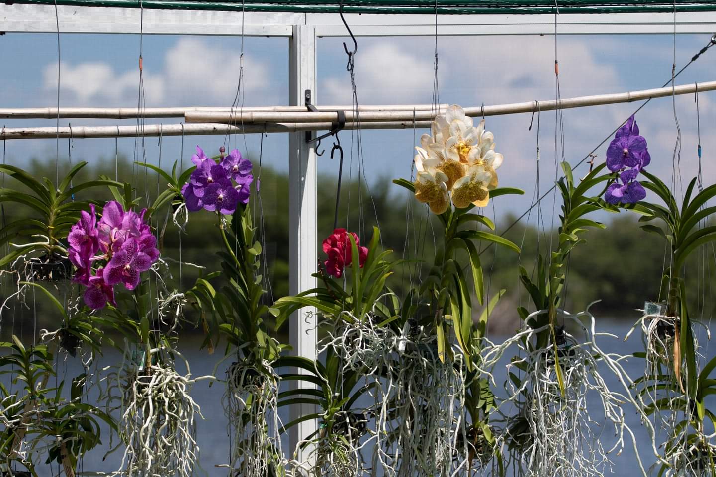 Vanda wall, multiple named and NOID