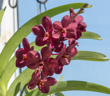 Vanda Motes Blue Yonder (V. Violeta x V. Curvifolia)