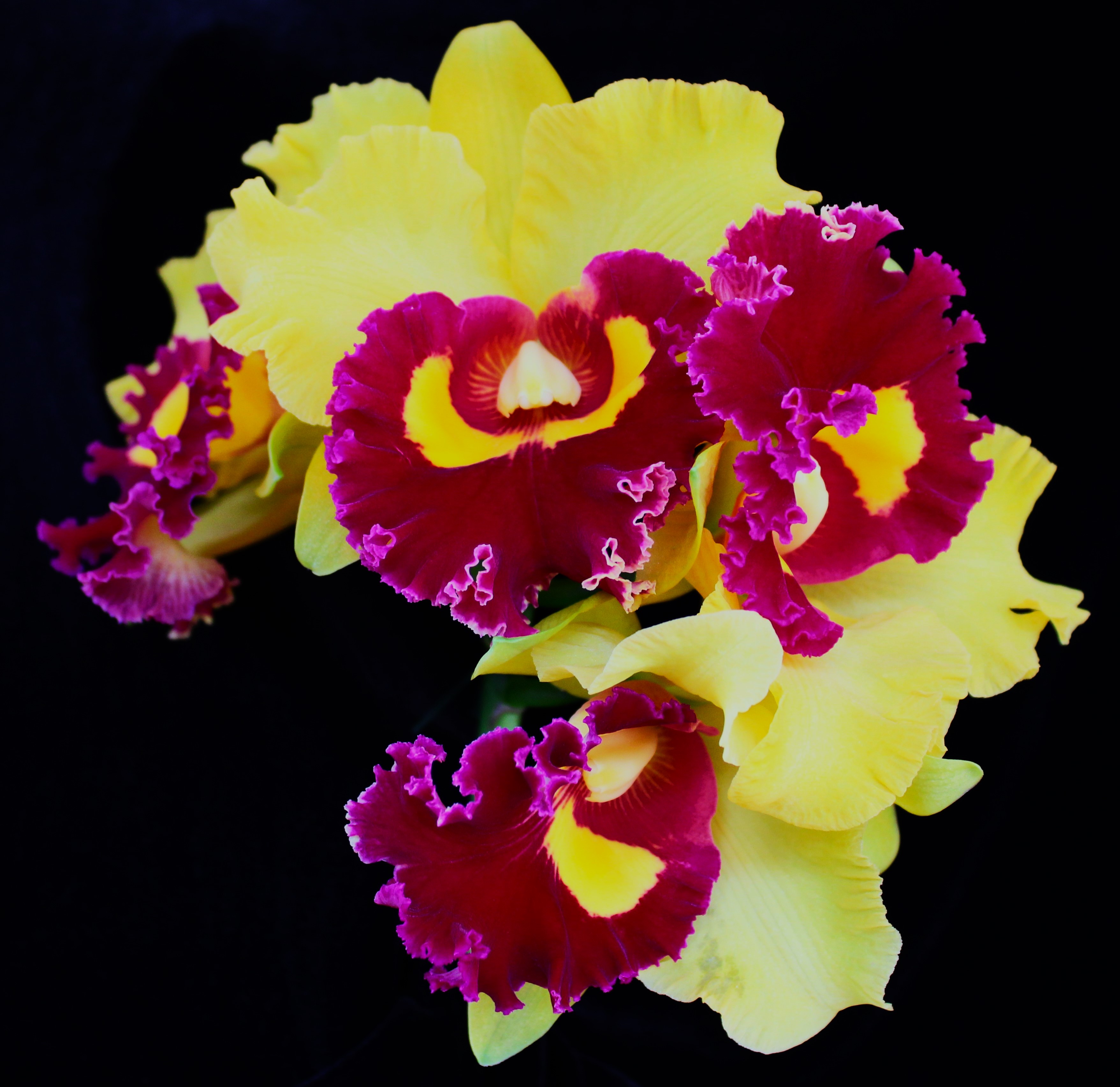 Rlc. Village Chief 'Triumph'