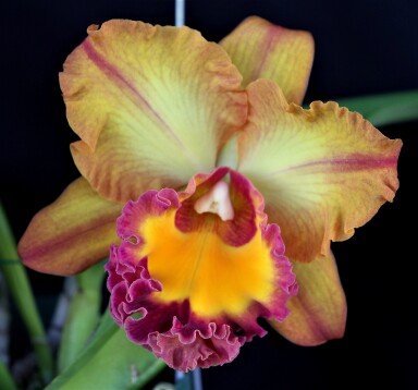 Rlc.  Hawaiian  Venture "  DEE  "