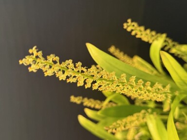 Liparis viridiflora (Close Up)