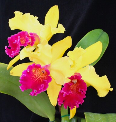 Rlc.  Alma  Kee  " TIPMALEE "  AM/AOS