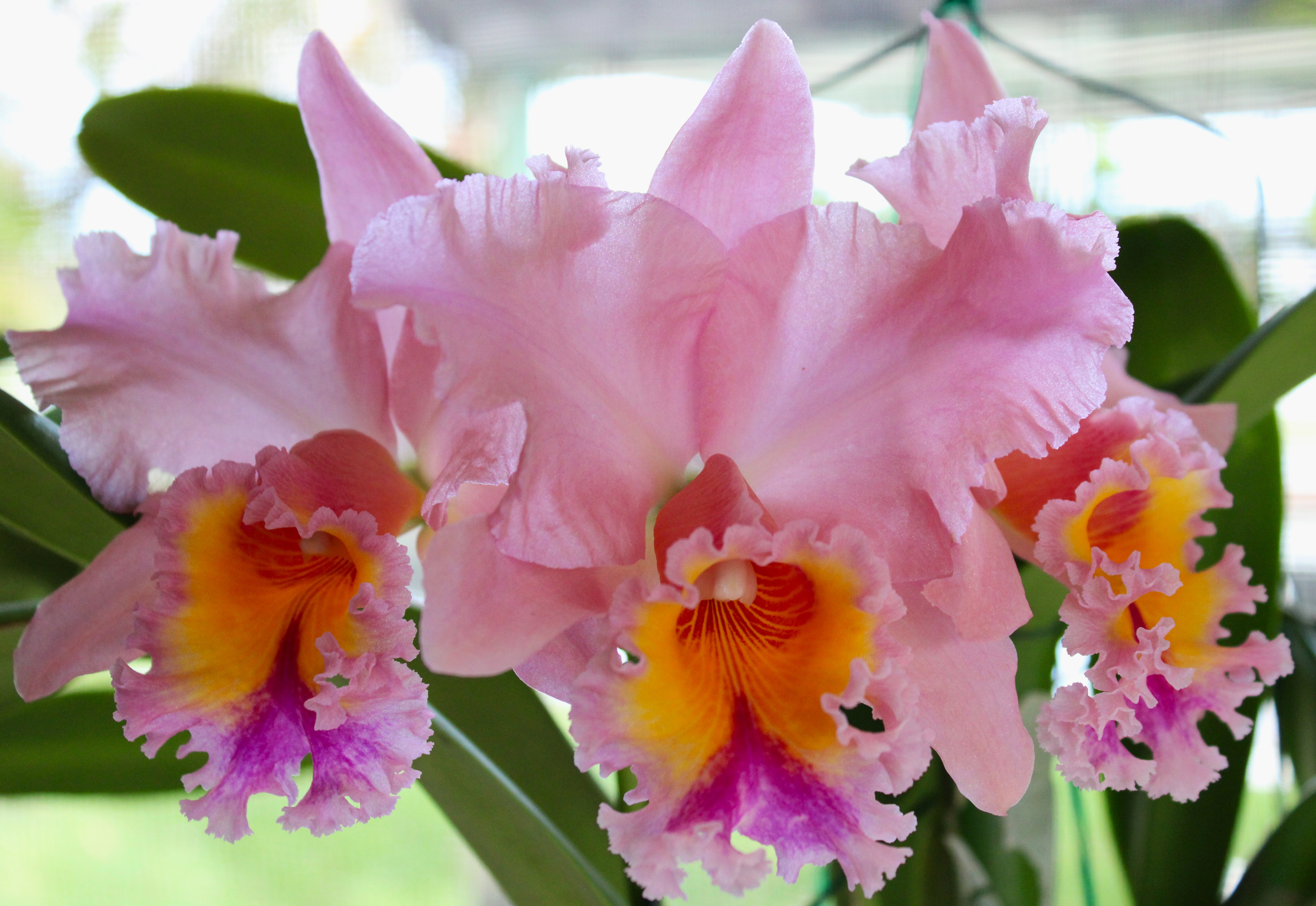 Rlc.  George  King  " SERENDIPITY "