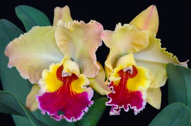 Rlc.  Farrah  Fewcett  " MELLOW YELLOW  "